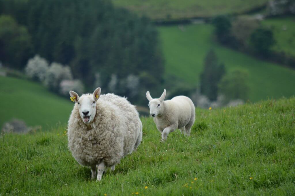 Ireland pasture sheep