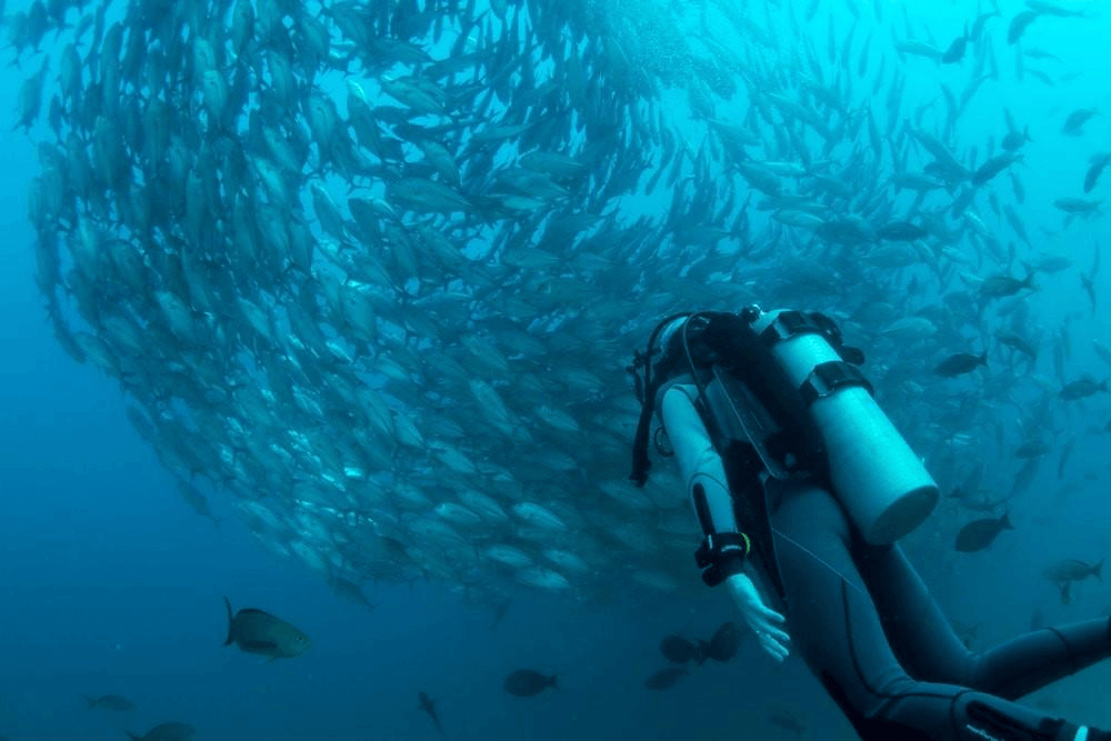 French Polynesia Scuba Diving